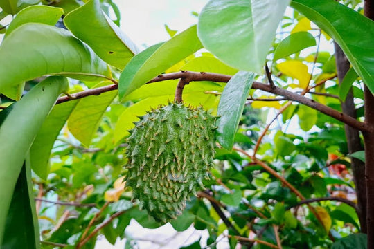 Soursop Leaf